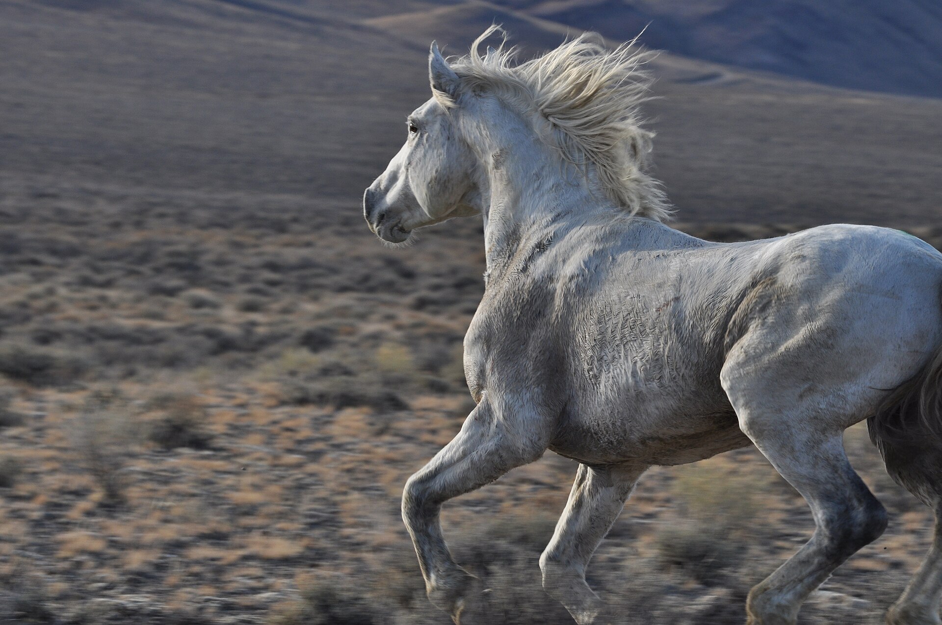 Wild Horse and Burro Challis Herd Management Area (25322100570).jpg