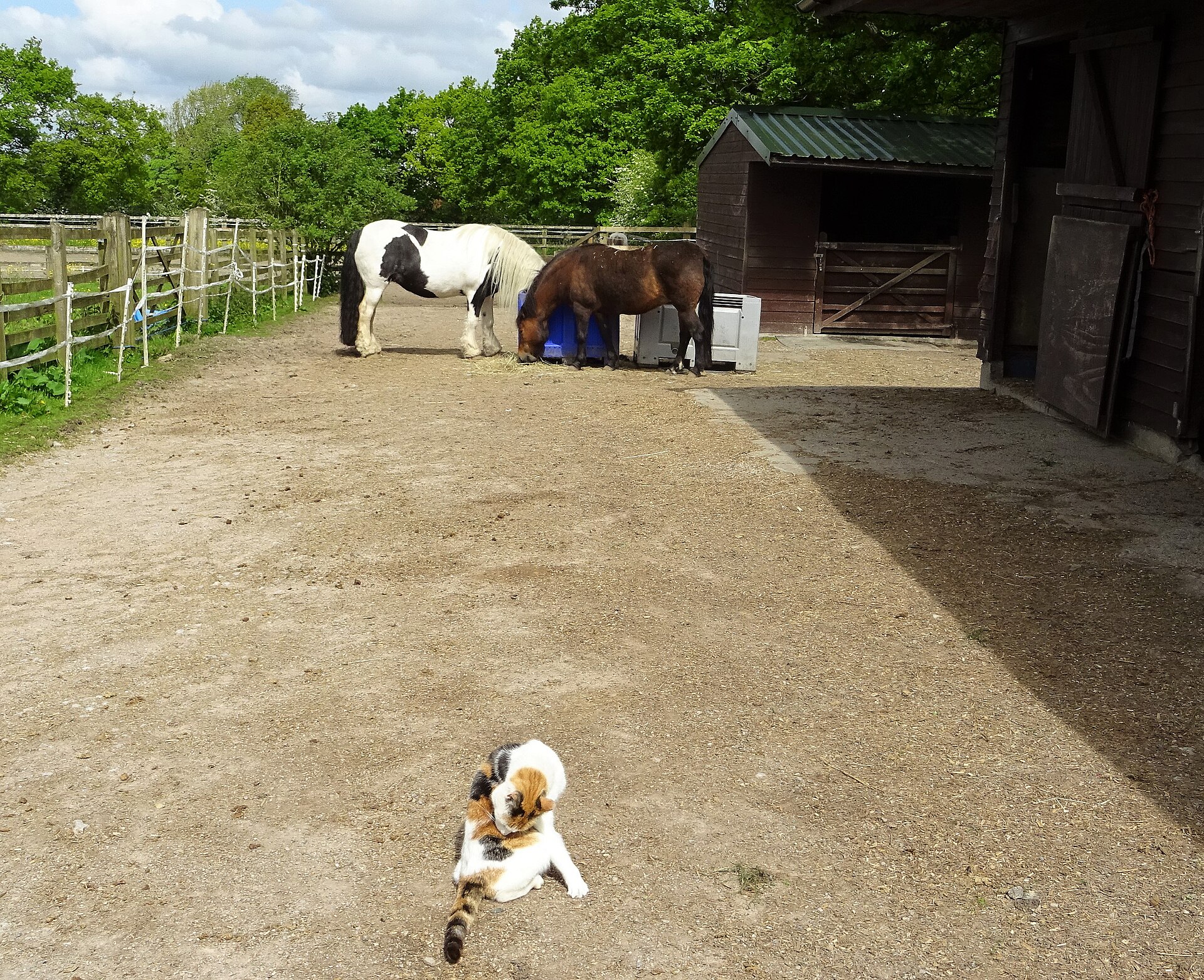 horseAndCat