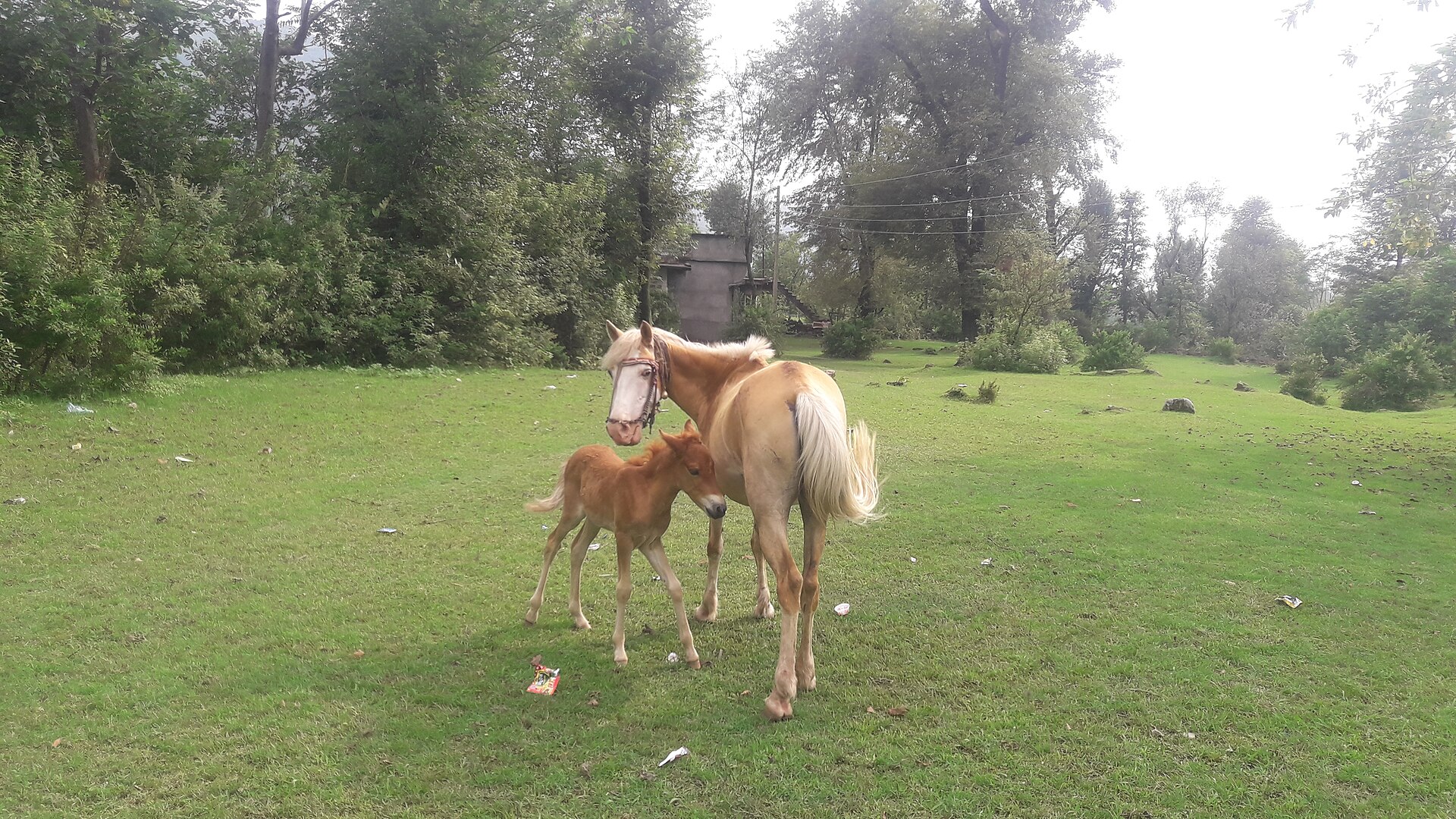 horseAndDog