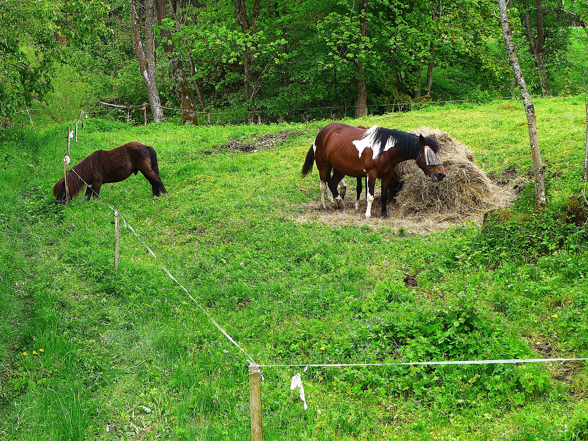 ThreeHorses
