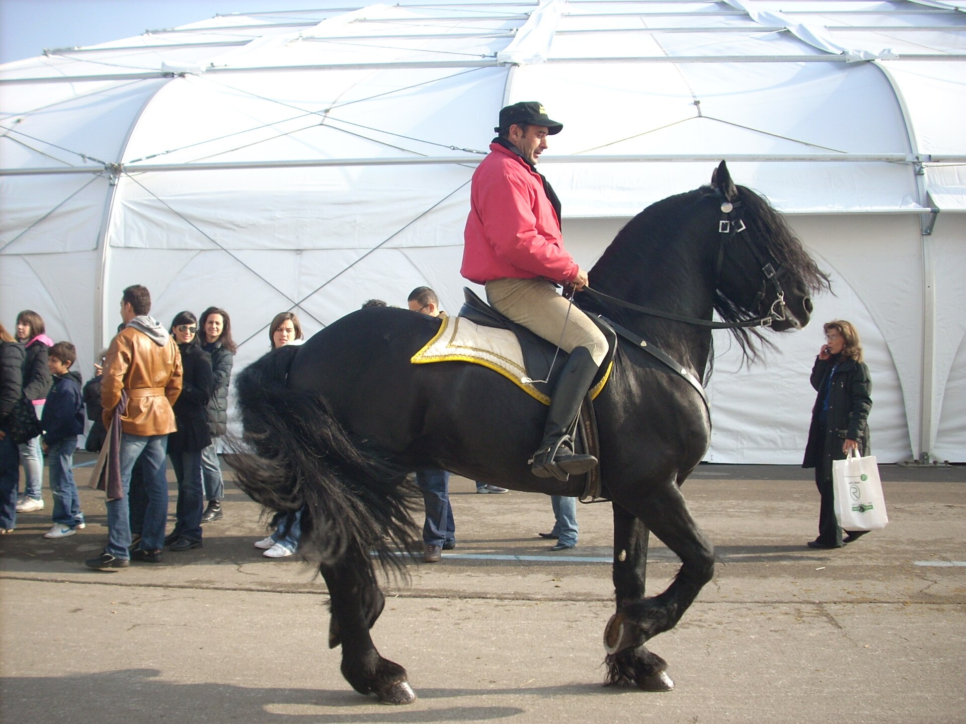 Friesian horse piaffe.jpg