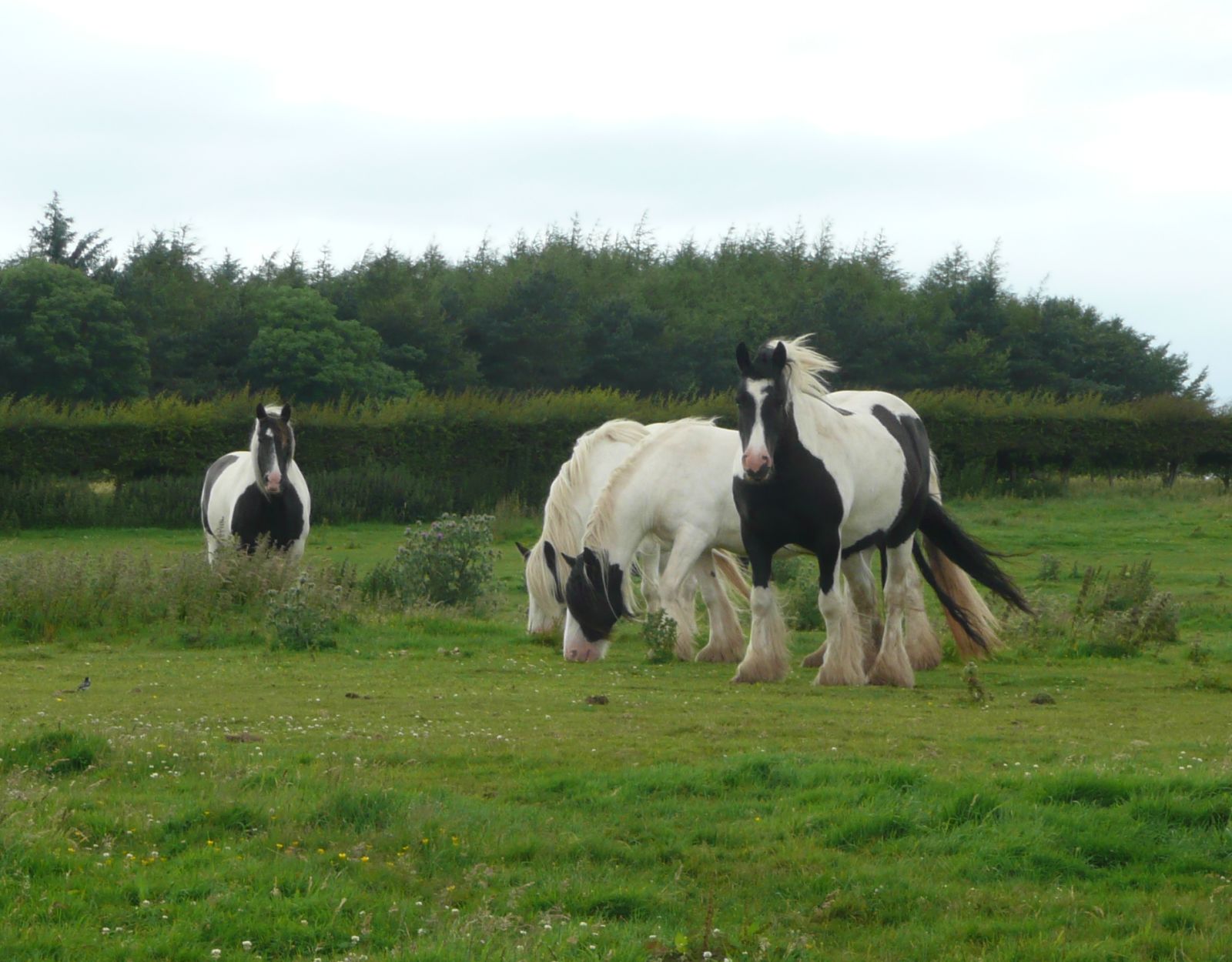 horse1